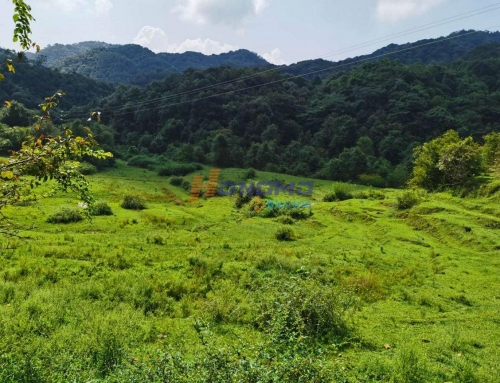 Bela natura medio